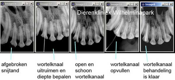 Wortelkanaalbehandeling van een afgebroken snijtand van een hond door Dierenkliniek Wilhelminapark in Utrecht